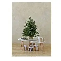 Ель настольная Версальская 0,7 м, фото №1