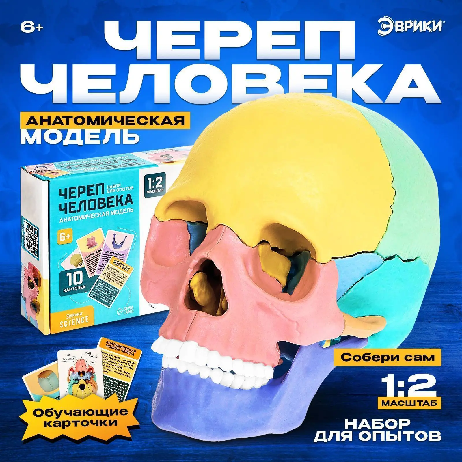 Набор для опытов Череп человека анатомическая модель 10 карт 6+, фото №1