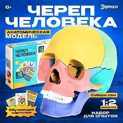 Набор для опытов Череп человека анатомическая модель 10 карт 6+, фото №1