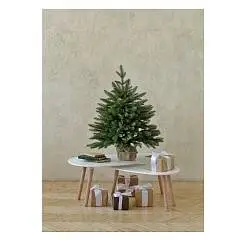 Ель настольная Романовская 0,7 м, фото №1