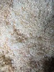 Древесная шерсть Стандарт, 50 грамм, фото №1