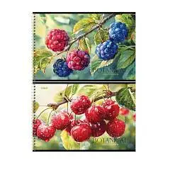 Альбом д/рис А4 32л гребень BG "Ягодный" 100г, фото №1